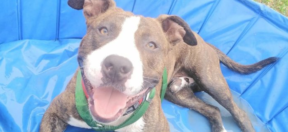 In canile e depresso: abbandonato al parco il cucciolo Cioko cerca disperatamente famiglia